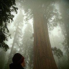 The Hanging Tree (Hunger Games) Cover