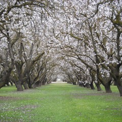 MW/HC - Past The Orchard