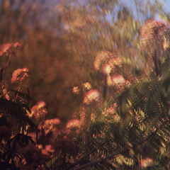 Burned Forest - Radio Edit/ Reworked Version