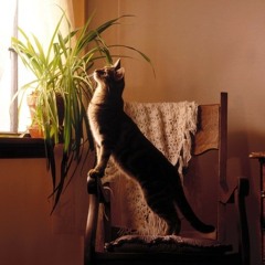 Umbrella - 마르크