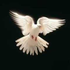 وطمنتك--هبه فاروق