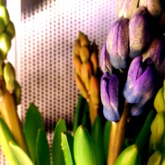 Hyacinthus Orientalis