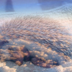 hedgehog dreams