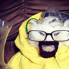 Bad Cat