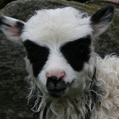 Meet Me at the Ren Fair