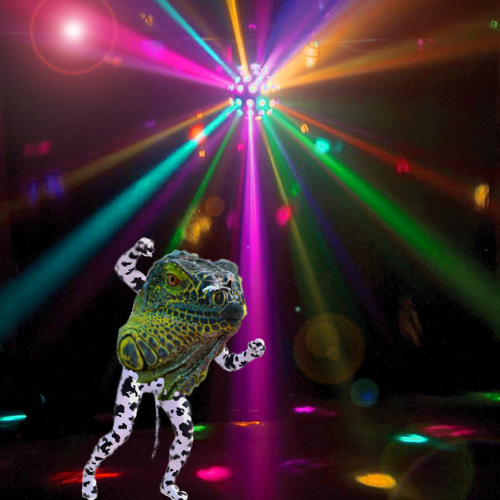 Neon Iguana in a Cowprint Catsuit