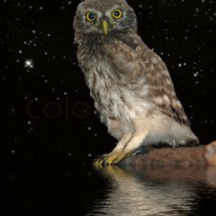 Collabos (all songs produced by Jumbled)