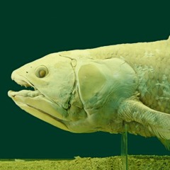 deadmau5 - Coelacanth II (Mario Menchaca Edit)