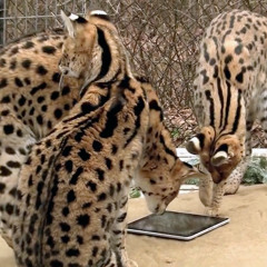 Women Of Ghent Miaoux Miaoux Remiaoux