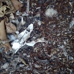 witches bonfire chant