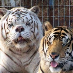 FUCK ANDRE MENSKER -  Khal Y Skygg