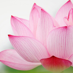 百人合唱大悲咒