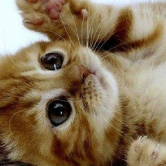 PR3LOAD - Thats What I Thought You Said