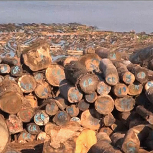 The Laundering Machine: How U.S. Corporations Threaten Peru's Forests Through Illegal Logging