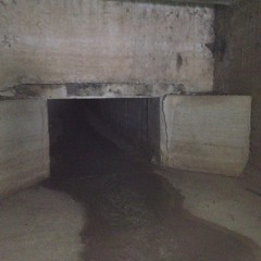 Cellararius Perniger