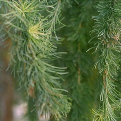 Вихрь зелен