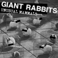 Giant Rabbits - Diju Call (2015)