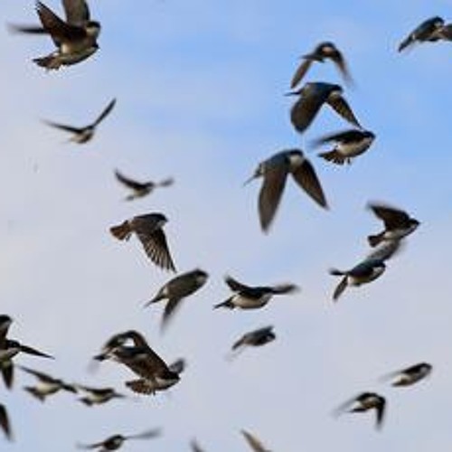 The Capistrano Birds - Salute To The Sky - Just Birds - Acoustic 1st Take raw.