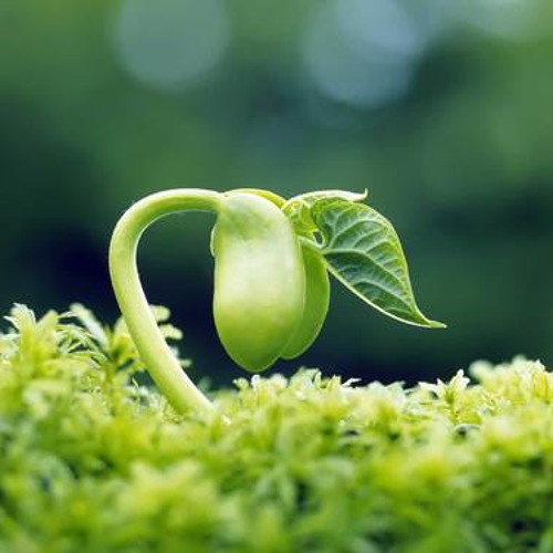 Tán Tụng Hồng Ân