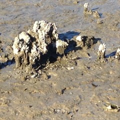 Move rocks Ft.  Whitehead h