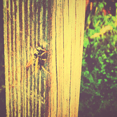 Eye Repeater Alex/A. Tobias - Tease, Vol. 2