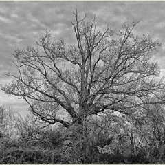 La Foret LESCOP MrNikoJu RMiX