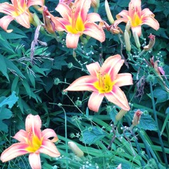 Garden Fever Ft. MostCloudy