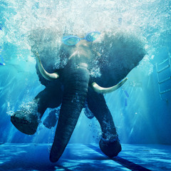 Submerged Elephant