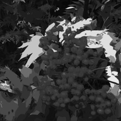 Petits fruits (délire)