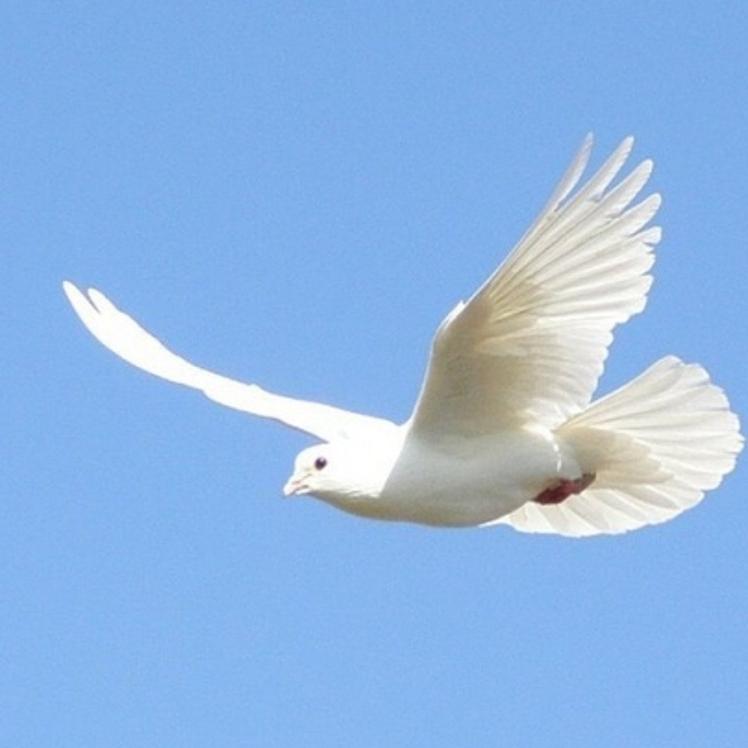 Үлкен әтештері бар екі қыз