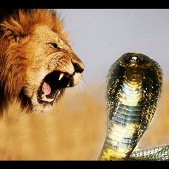"Animal Fight"  (Anaconda Vs Lion) (The PanjaSquad Mashup)