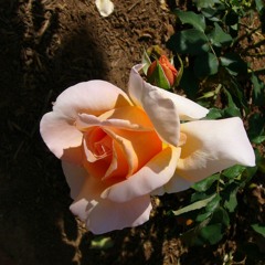 Sven in the rosegarden