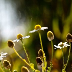 Invisibilidad (Original)