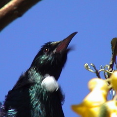 Male Tui At Smith Bush (Song 3)