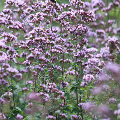 City Limits: Countryside