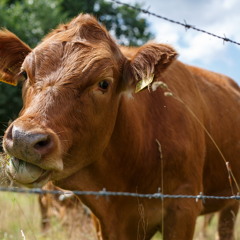 Андрей Макаревич - Посвящение корове