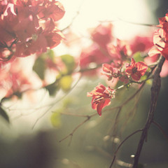 Musikalisasi puisi ( Cinta - Kahlil Gibran )