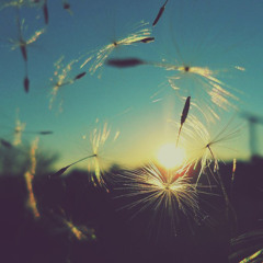 Ghasedak - By Sherwin Dowlatshahi