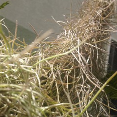 Forgive, Don't Forget