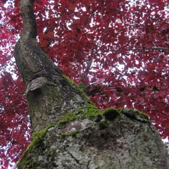 From The Beginning  ELP to Foil