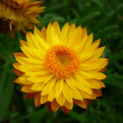 Kurt Lorenz - The Golden Everlasting