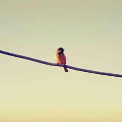 اسفندیار منفردزاده _موسیقی فیلم