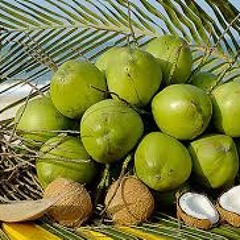 Quebra o Coco , Coco da Paraíba ,Bacia de Yáyá