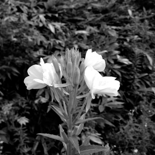 2014.09.14 Muted Piano Improvisation