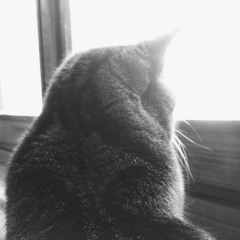 Pensiero Stupendo (cover)