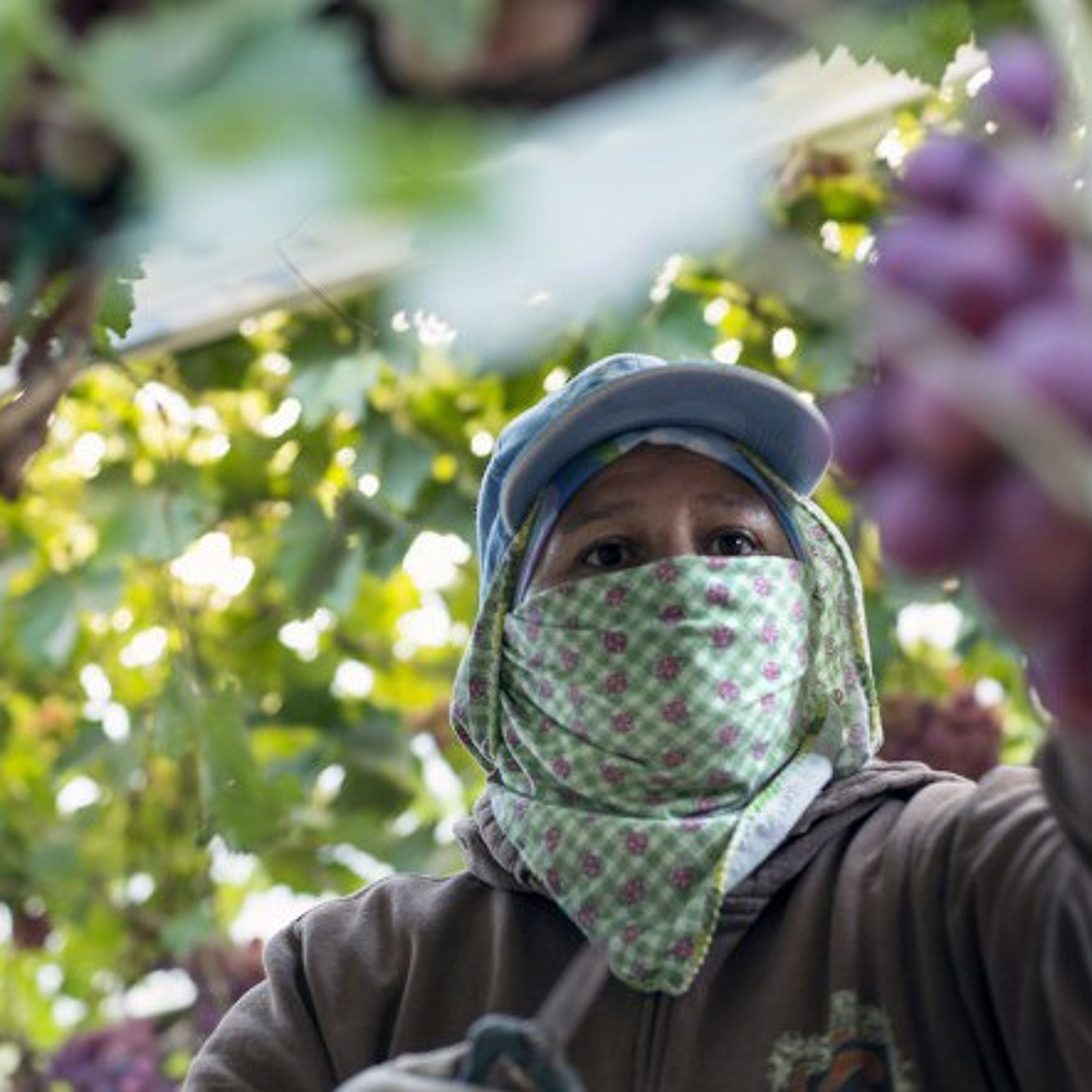 California Drought’s Effect On Farmworkers episode artwork