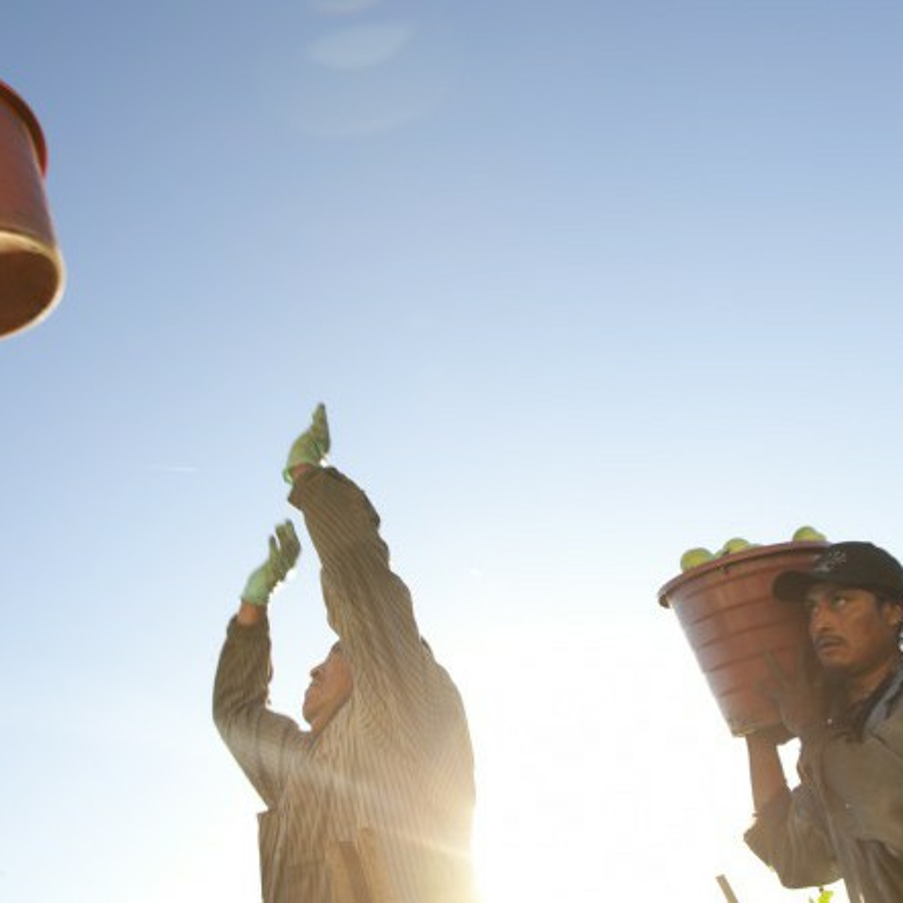 An extra penny for tomatoes could end severe poverty in the fields episode artwork