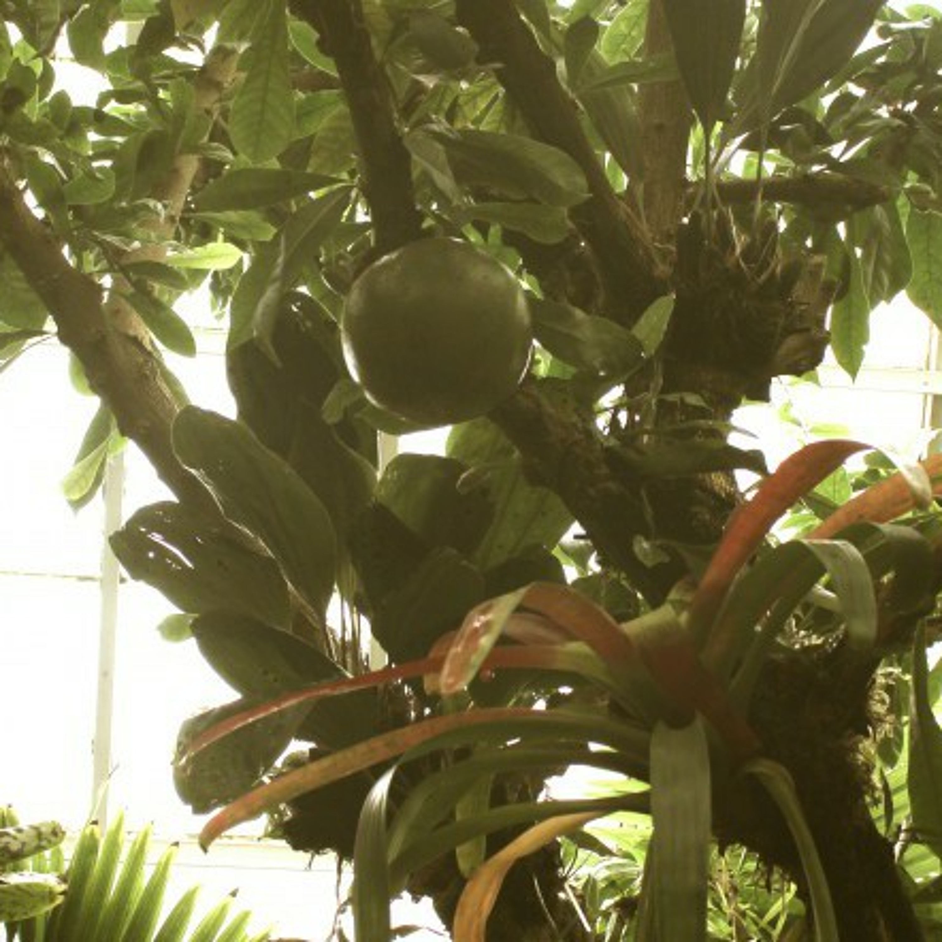 Plant-based remedies: An invisible healthcare system episode artwork