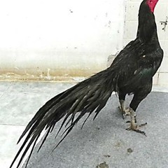 Akbar Musik Yuli Kdi - Liku - Liku.3gp