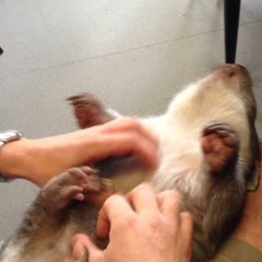 little storm and clumsy thinking song